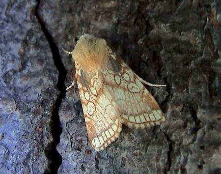 Heart Moth Dicycla oo