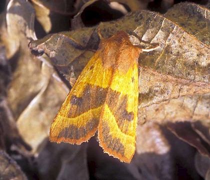 Adult &bull; Kent &bull; &copy; Terry Button