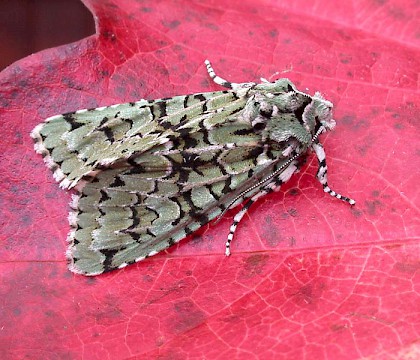Adult &bull; North Norfolk &bull; &copy; Perry Hampson
