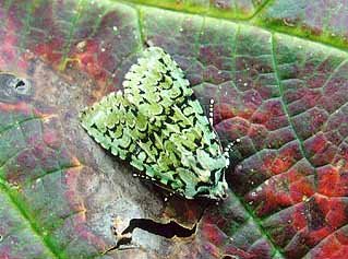 Merveille du Jour Griposia aprilina