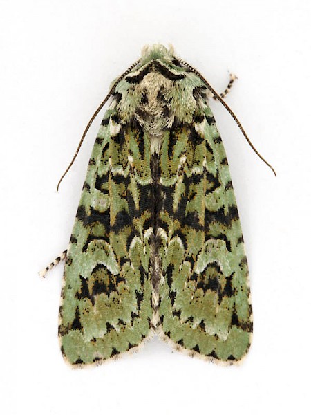 Merveille du Jour Griposia aprilina