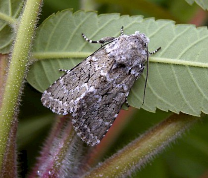 Adult &bull; Chester-le-Street, Durham &bull; &copy; Keith Dover