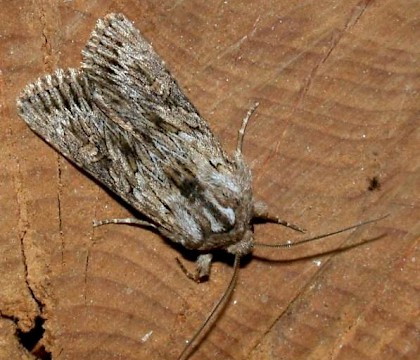 Adult &bull; Rye Harbour NR, E. Sussex &bull; &copy; Rye Harbour Nature Reserve