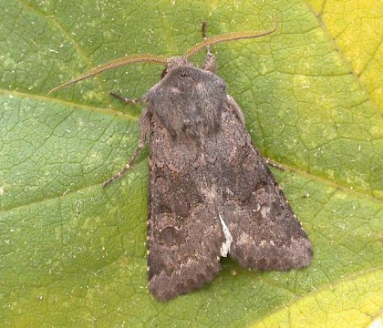 Adult &bull; &copy; Peter Tilley