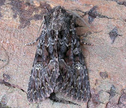 Adult &bull; Littleborough, Lancashire &bull; &copy; Ian Kimber