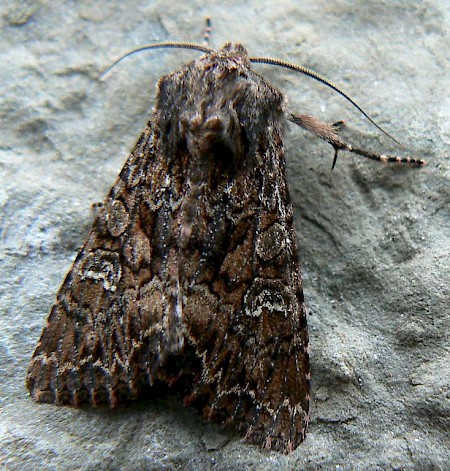 Dark Brocade Mniotype adusta