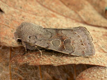 Lead-coloured Drab Orthosia populeti