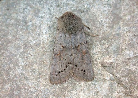 Lead-coloured Drab Orthosia populeti