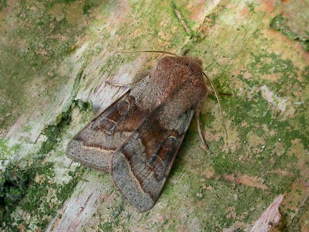 Northern Drab Orthosia opima