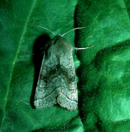 Northern Drab Orthosia opima