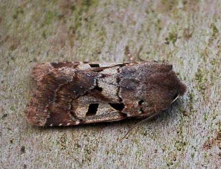 Hebrew Character Orthosia gothica