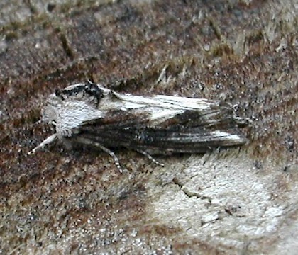 Adult &bull; Droitwich Spa, Worcs. &bull; &copy; Neil Gregory