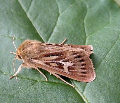 Adult &bull; Littleborough, Lancashire &bull; &copy; Ian Kimber