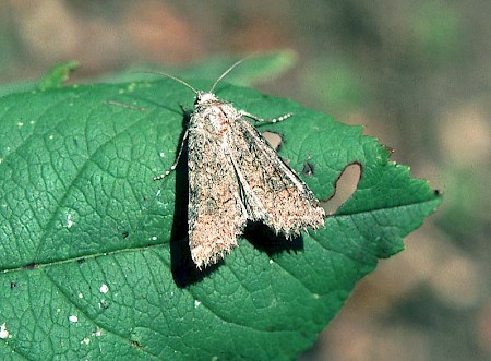 The Nutmeg Anarta trifolii