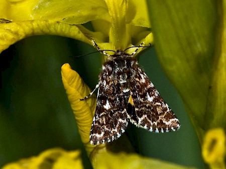 Beautiful Yellow Underwing Anarta myrtilli