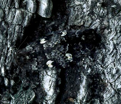 Pair &bull; Invernessshire &bull; &copy; Roy Leverton