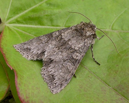 Grey Arches Polia nebulosa