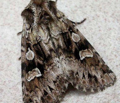 Adult &bull; Oostmalle, Belgium &bull; &copy; Wim Veraghtert