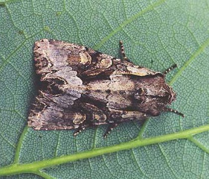 Adult &bull; Grays, Essex &bull; &copy; Ian Kimber