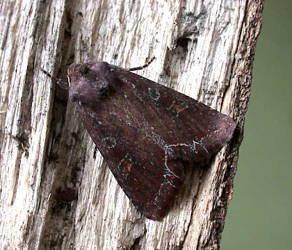 Adult &bull; Littleborough, Lancashire &bull; &copy; Ian Kimber
