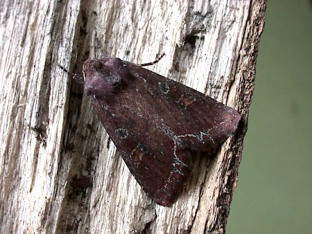 Bright-line Brown-eye Lacanobia oleracea