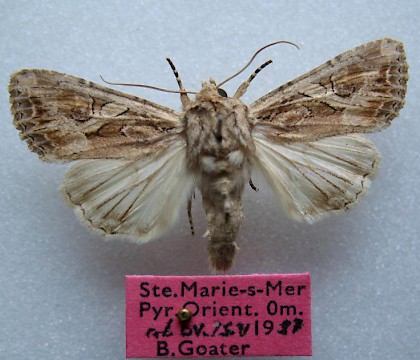 Adult &bull; France &bull; &copy; Barry Goater