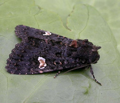 Adult &bull; Littleborough, Lancashire &bull; &copy; Ian Kimber