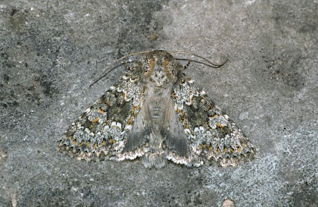 Small Ranunculus Hecatera dysodea