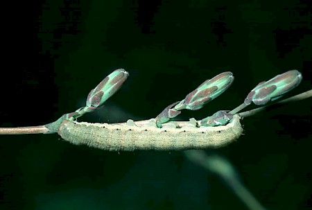 Small Ranunculus Hecatera dysodea