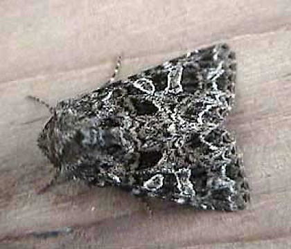 Adult &bull; Littleborough, Lancashire &bull; &copy; Ian Kimber