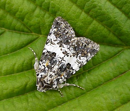 Adult &bull; Holme on Spalding Moor, Yorkshire &bull; &copy; Dave Chesmore