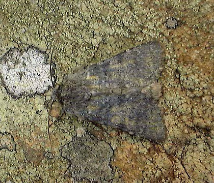 Adult &bull; Isle of Man &bull; &copy; Les Kneale