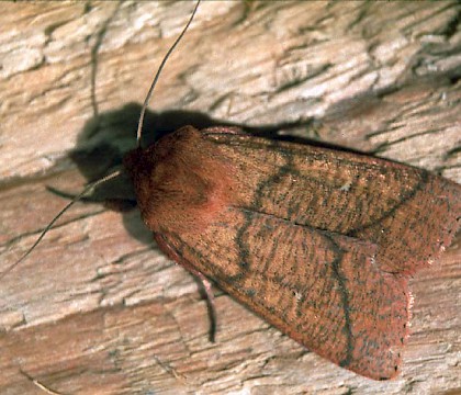 Adult &bull; &copy; David Painter