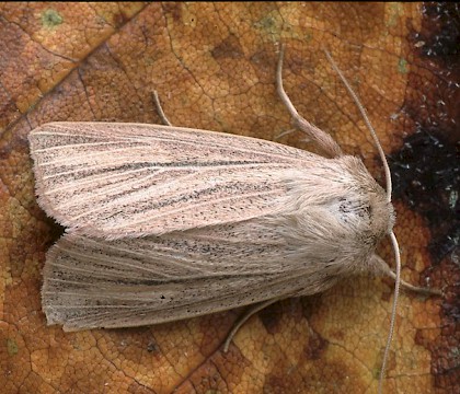 Adult &bull; Dorset &bull; &copy; Paul Harris