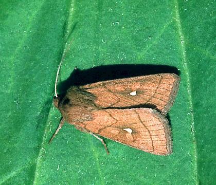 Adult &bull; &copy; David Painter