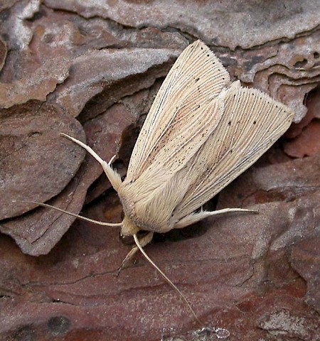 Southern Wainscot Mythimna straminea