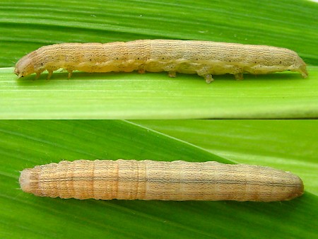 Southern Wainscot Mythimna straminea