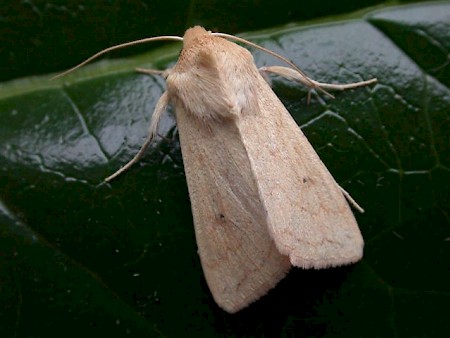 The Delicate Mythimna vitellina