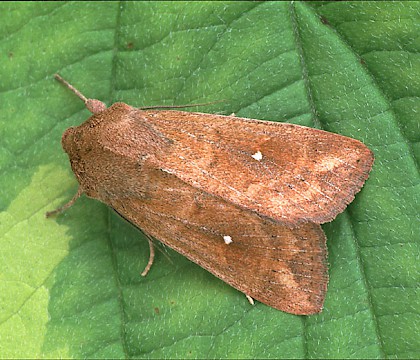 Adult &bull; Dorset &bull; &copy; Paul Harris