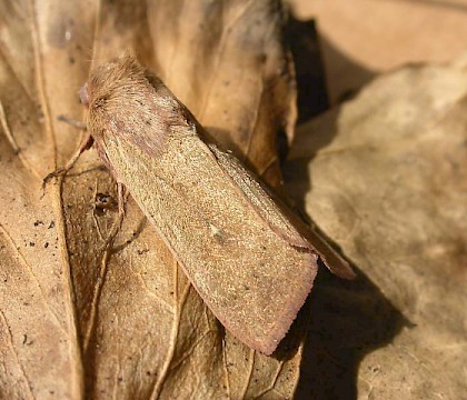 Adult &bull; &copy; John Knowler