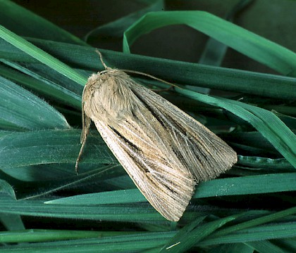 Adult &bull; Littleborough, Lancashire &bull; &copy; Ian Kimber