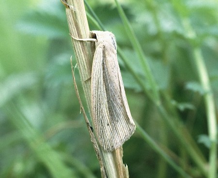 Flame Wainscot Senta flammea