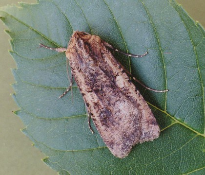 Adult &bull; Littleborough, Lancashire &bull; &copy; Ian Kimber