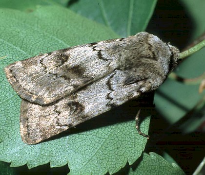 Adult &bull; Dungeness, Kent &bull; &copy; Jim Porter