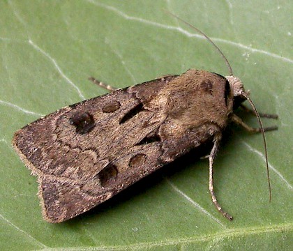 Adult &bull; Eye, Suffolk &bull; &copy; Paul Kitchener