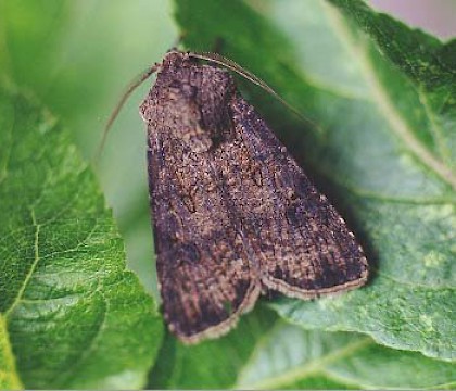 Adult &bull; Littleborough, Lancashire &bull; &copy; Ian Kimber