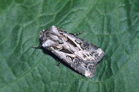 Archer's Dart Agrotis vestigialis