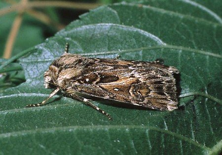 Archer's Dart Agrotis vestigialis