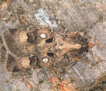 Adult &bull; Dorset &bull; &copy; Paul Harris