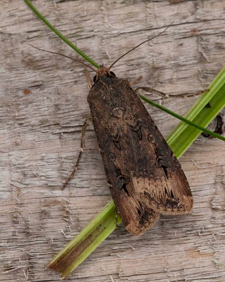 Dark Sword-grass Agrotis ipsilon